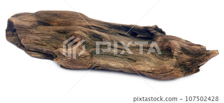 Bogwood over white background 107502428