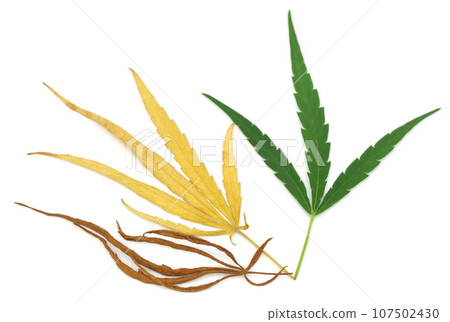 Cannabis leaves 107502430