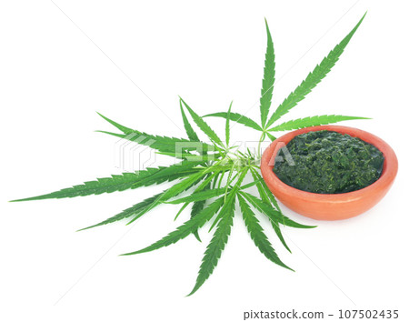 Green and mashed leaves of medicinal cannabis Green and mashed leaves of medicinal cannabis 107502435