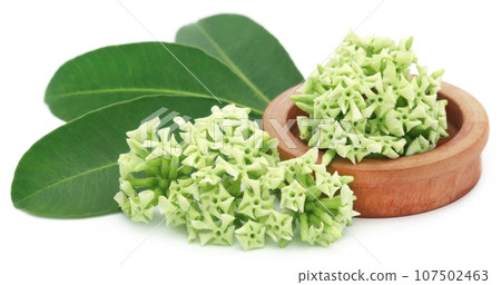 Flowers of Alstonia scholaris 107502463