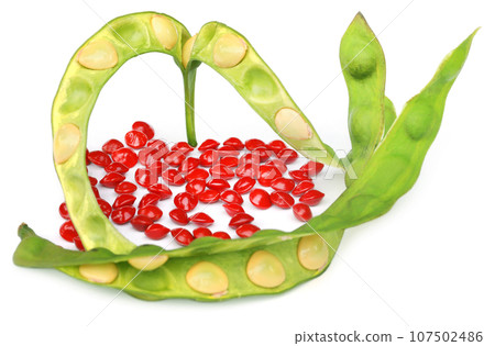 Red seeds of sandalwood 107502486
