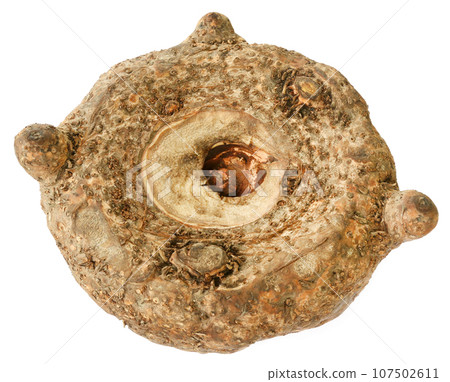 Amorphophallus paeoniifolius or elephant foot yam 107502611