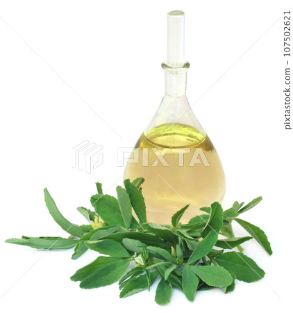 Fenugreek leaves with essential oil 107502621