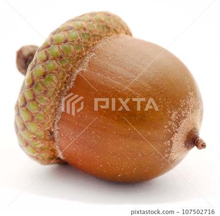 Closeup of acorn 107502716