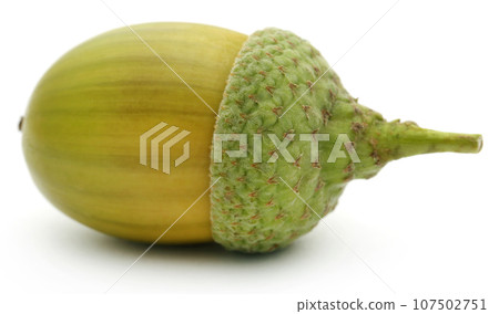 Closeup of acorn 107502751