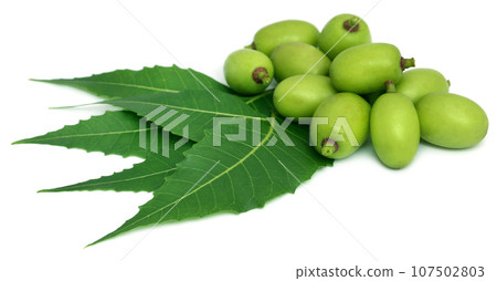 Medicinal neem leaves with fruit Medicinal neem leaves with fruit 107502803