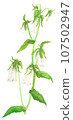 Firefly, a flower that colors early summer 107502947