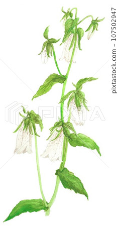 Firefly, a flower that colors early summer Firefly, a flower that colors early summer 107502947