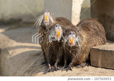 海狸鼠排成一排露出牙齒 107503053