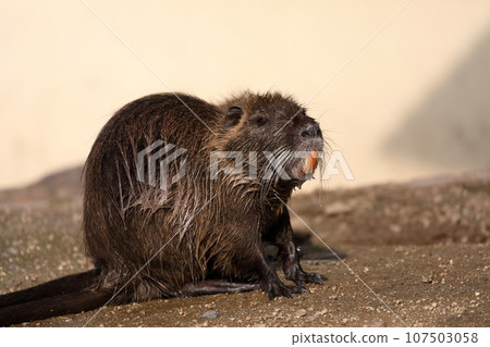 Nutria drying its fur while showing its teeth Nutria drying its fur while showing its teeth 107503058