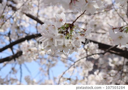櫻花和豆芽 櫻花和豆芽 107503284