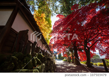 Bright red maple leaves and stone Buddha statues at Choenji temple shining in the autumn sun 3 Bright red maple leaves and stone Buddha statues at Choenji temple shining in the autumn sun 3 107503479