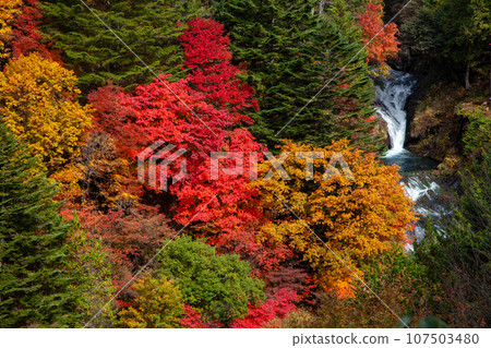 瀑佈在盛開的楓葉森林中流淌著白色的水花 瀑佈在盛開的楓葉森林中流淌著白色的水花 107503480