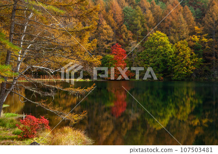 Mishaka Pond where the yellow leaves of larch and autumn leaves of maple are reflected Mishaka Pond where the yellow leaves of larch and autumn leaves of maple are reflected 107503481