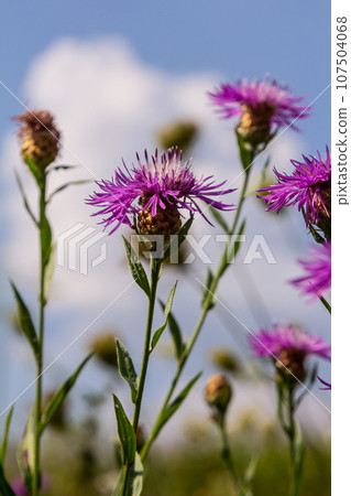 Centaurea jacea, the Brown Knapweed, known also as Brown-rayed Knapweed, Brownray Knapweed and Hardheads Centaurea jacea, the Brown Knapweed, known also as Brown-rayed Knapweed, Brownray Knapweed and Hardheads 107504068