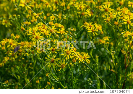 Yellow flowers of Senecio vernalis closeup on a blurred green background. Selective focus Yellow flowers of Senecio vernalis closeup on a blurred green background. Selective focus 107504074