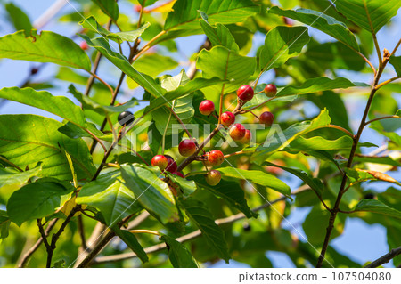 Branches of Frangula alnus with black and red berries. Fruits of Frangula alnus Branches of Frangula alnus with black and red berries. Fruits of Frangula alnus 107504080