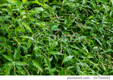 Weed Persicaria lapathifolia grows in a field among agricultural crops 107504092