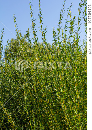 Salix purpurea purple willow or osier is a species of Salix native to most of Europe. Purple willow catkin, Salix purpurea 107504101