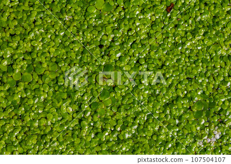 Duckweed - Cultivation of duckweed. Lemna trisulca Duckweed - Cultivation of duckweed. Lemna trisulca 107504107