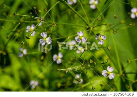 Phreatophyte. American water plantain Alisma plantago-aquatica in swampy-forest river water. Northeast Europe grow on river bank washed away by current, spring water erosion 107504109