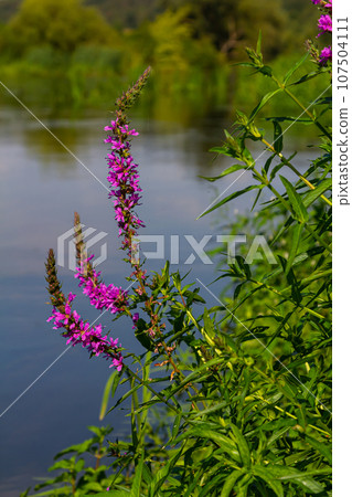 Purple loosestrife Lythrum salicaria inflorescence. Flower spike of plant in the family Lythraceae, associated with wet habitats 107504111