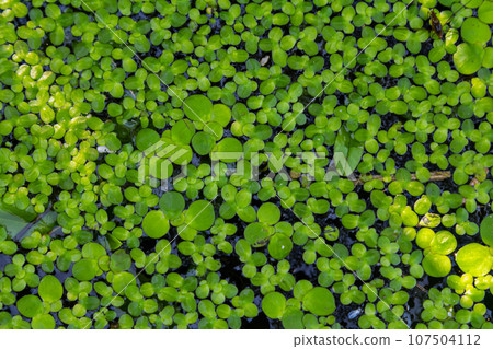 Duckweed - Cultivation of duckweed. Lemna trisulca 107504112