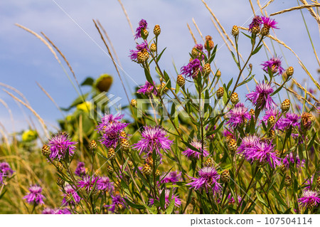 Centaurea jacea, the Brown Knapweed, known also as Brown-rayed Knapweed, Brownray Knapweed and Hardheads Centaurea jacea, the Brown Knapweed, known also as Brown-rayed Knapweed, Brownray Knapweed and Hardheads 107504114