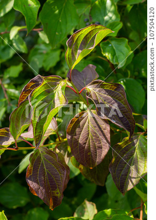 Dogwood Cornus sanguinea , leaf background, selective focus Dogwood Cornus sanguinea , leaf background, selective focus 107504120