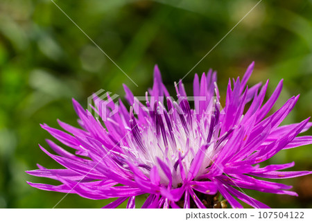 Centaurea jacea, the Brown Knapweed, known also as Brown-rayed Knapweed, Brownray Knapweed and Hardheads Centaurea jacea, the Brown Knapweed, known also as Brown-rayed Knapweed, Brownray Knapweed and Hardheads 107504122