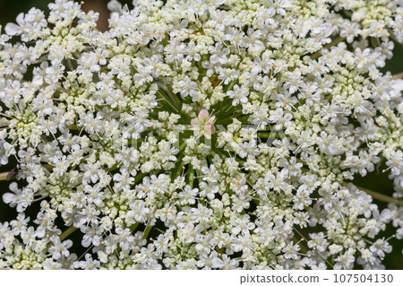 Daucus carota known as wild carrot blooming plant Daucus carota known as wild carrot blooming plant 107504130