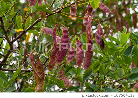 Robinia pseudoacacia, commonly known as black locust with seeds 107504132