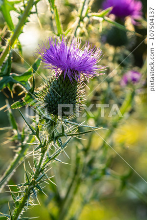Vertical closeup on a colorful purple spear-thistle flower, Cirsium vulgare 107504137