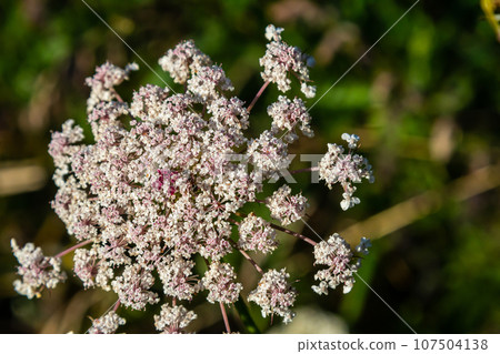 Daucus carota known as wild carrot blooming plant Daucus carota known as wild carrot blooming plant 107504138