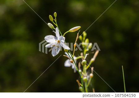 Fragile white and yellow flowers of Anthericum ramosum, star-shaped, growing in a meadow in the wild, blurred green background, warm colors, bright and sunny summer day Fragile white and yellow flowers of Anthericum ramosum, star-shaped, growing in a meadow in the wild, blurred green background, warm colors, bright and sunny summer day 107504150
