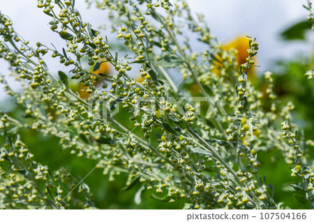Wormwood green grey leaves with beautiful yellow flowers. Artemisia absinthium absinthium, absinthe wormwood flowering plant, closeup macro 107504166