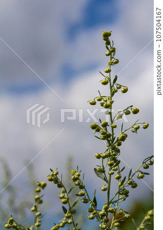 Wormwood green grey leaves with beautiful yellow flowers. Artemisia absinthium absinthium, absinthe wormwood flowering plant, closeup macro 107504167