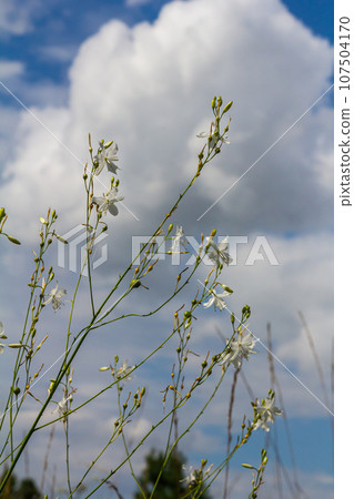 Fragile white and yellow flowers of Anthericum ramosum, star-shaped, growing in a meadow in the wild, blurred green background, warm colors, bright and sunny summer day Fragile white and yellow flowers of Anthericum ramosum, star-shaped, growing in a meadow in the wild, blurred green background, warm colors, bright and sunny summer day 107504170