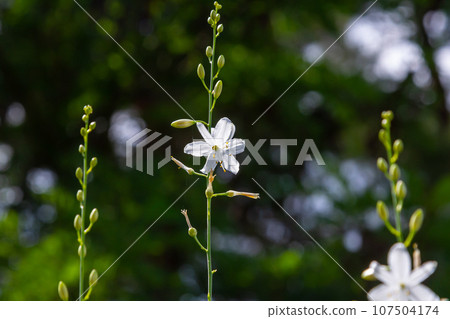 Fragile white and yellow flowers of Anthericum ramosum, star-shaped, growing in a meadow in the wild, blurred green background, warm colors, bright and sunny summer day Fragile white and yellow flowers of Anthericum ramosum, star-shaped, growing in a meadow in the wild, blurred green background, warm colors, bright and sunny summer day 107504174