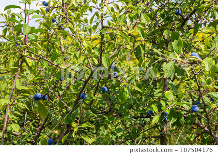 Blackthorn Prunus spinosa, also known as blackthorn Blackthorn Prunus spinosa, also known as blackthorn 107504176