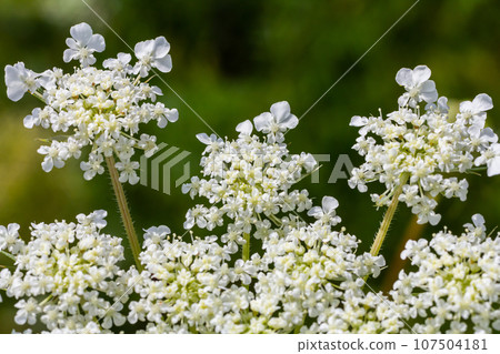 Daucus carota known as wild carrot blooming plant Daucus carota known as wild carrot blooming plant 107504181