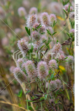 Trifolium arvense closeup. Fluffy clover in a meadow. Summer flora growing in the field. Colorful bright plants. Selective focus on the details, blurred background 107504185