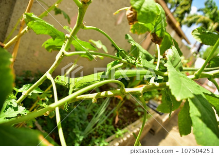 野生綠鬣蜥 1 野生綠鬣蜥 1 107504251