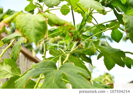 野生綠鬣蜥 2 107504254