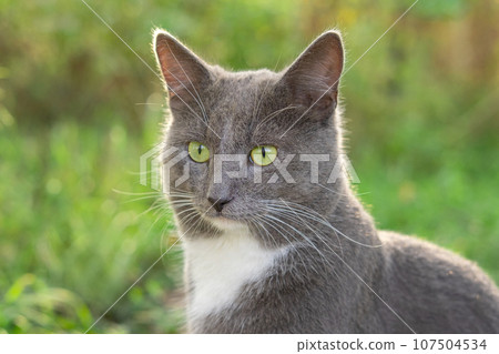 Cat Portrait. Muzzle Close-Up. Graceful Gray Cat walking on green grass meadow. Funny cat outdoors. Beautiful grey feline sitting outside. Fluffy Kitten. Backyard autumn day. Animal in the nature 107504534