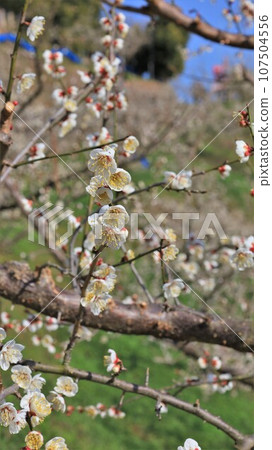 梅花、紀州田邊梅林(和歌山縣田邊市) 梅花、紀州田邊梅林(和歌山縣田邊市) 107504556