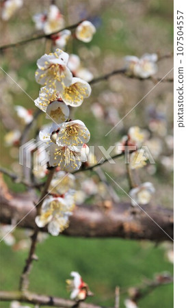 梅花、紀州田邊梅林(和歌山縣田邊市) 梅花、紀州田邊梅林(和歌山縣田邊市) 107504557