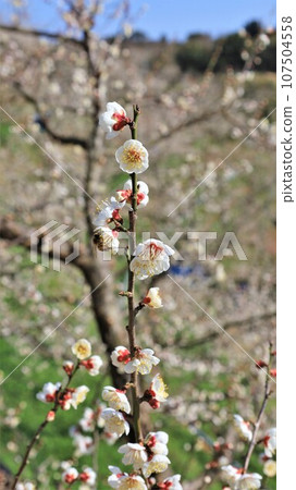 梅花、紀州田邊梅林(和歌山縣田邊市) 梅花、紀州田邊梅林(和歌山縣田邊市) 107504558