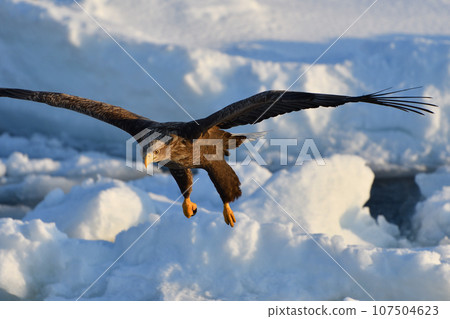 北海道知床半島羅臼浮冰白尾鷹 107504623