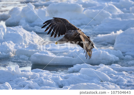 White-tailed eagle, drift ice of Rausu, Shiretoko Peninsula, Hokkaido 107504643